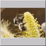 Andrena vaga - Weiden-Sandbiene 08.jpg